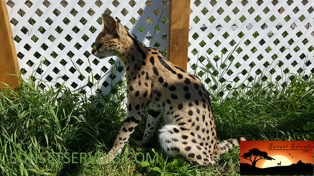 serval cat canada kitten savannah caracal f1 f2 f3 f4 f5 f6 worldwide shipping