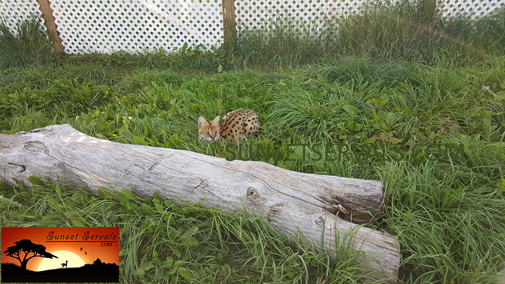 serval cat kitten available canada ontario united states worldwide savannah f1 f2 f3 f4 f5 f6 caracal